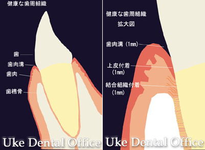 健康的な歯周組織の断面図